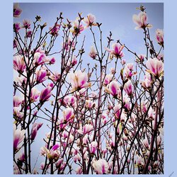 Frühling V